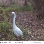 Grande Aigrette_2116