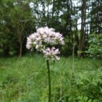 Valériane officinale_27