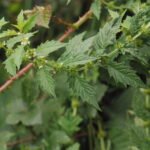 Lycope d&rsquo;Europe ou Chanvre d&rsquo;eau_877