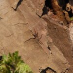 Pardose du groupe lugubris_954