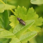 Taupin des jardins_1037