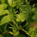 Agrion jouvencelle_1046