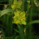 Gaillet croisette_1041