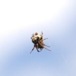 Épeire des roseaux_1921