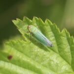 Cicadelle verte_1124