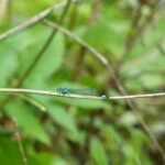 Agrion élégant_290