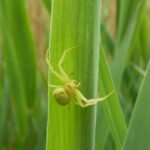 Misumène variable_292