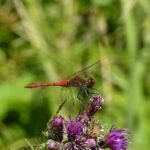 Sympétrum sanguin_332