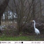 Grande Aigrette_1819