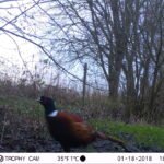 Faisan de Colchide_1251