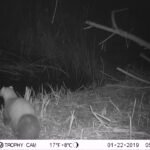 Fouine d&rsquo;Europe_1481