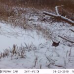 Gallinule poule-d&rsquo;eau_1482