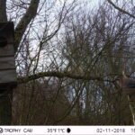 Geai des chênes_1257