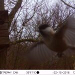 Mésange boréale_1258