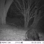 Castor d&rsquo;Europe_1268