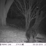 Castor d&rsquo;Europe_1269