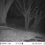 Castor d&rsquo;Europe_1270