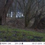 Grive musicienne_1272