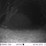 Fouine d&rsquo;Europe_1284