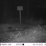 Fouine d&rsquo;Europe_1285