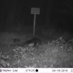 Castor d&rsquo;Europe_1286