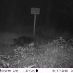 Castor d&rsquo;Europe_1309