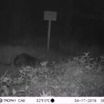 Castor d&rsquo;Europe_1310