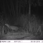 Fouine d&rsquo;Europe_1332