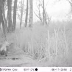 Fouine d&rsquo;Europe_1378