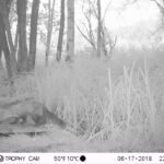 Fouine d&rsquo;Europe_1379