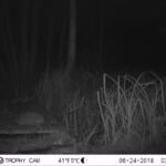 Hérisson d&rsquo;Europe_1395