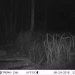 Hérisson d&rsquo;Europe_1396