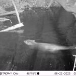 Castor d&rsquo;Europe_2137