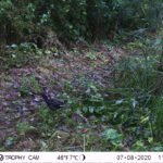 Gallinule poule-d&rsquo;eau_1739
