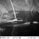 Castor d&rsquo;Europe_2147