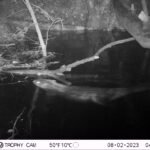 Castor d&rsquo;Europe_2151