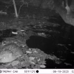 Castor d&rsquo;Europe_2175