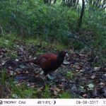 Faisan de Colchide_1144