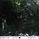 Epervier d&rsquo;Europe_1430