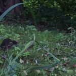 Gallinule poule-d&rsquo;eau_1148