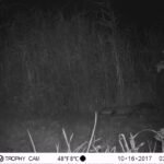 Fouine d&rsquo;Europe_1192