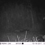 Fouine d&rsquo;Europe_1193