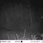 Fouine d&rsquo;Europe_1195