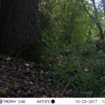 Mésange charbonnière_1208