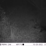 Sanglier d&rsquo;Europe_2109