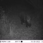 Sanglier d&rsquo;Europe_2110