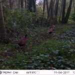 Faisan de Colchide_1213