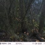 Castor d&rsquo;Europe_1817