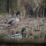 Canard colvert_5