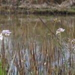 Cardamine des prés_7